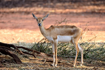 Indian Black Buck Antelope (Antelope cervicapra L.)