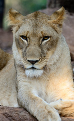 Fototapeta na wymiar Lion (Kobieta)