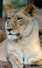Lion (Female)