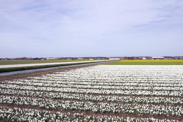 A field with white crocuses in spring