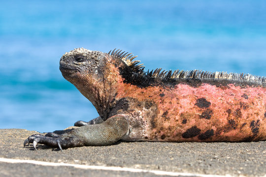 Marine Iguana