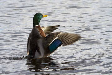 Mallard Duck