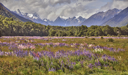 Champ de lupins - Ile du Sud, Nouvelle Z&eacute;lande