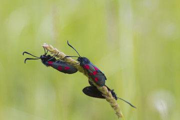 Five spot burnet