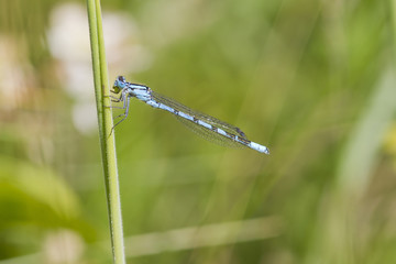 Blue Damselfly