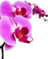 orchidee,orchid