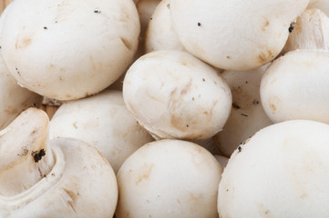 White Champignon Mushroom as background