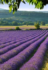 Tuinposter lavendel © Tilio & Paolo
