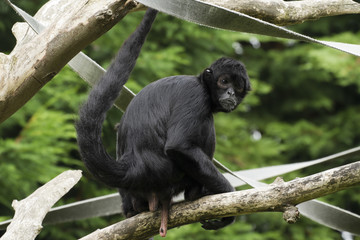 Black Spider Monkey ( Ateles paniscus)