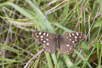speckled wood butterfly