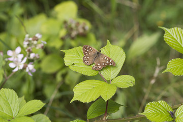 speckled wood butterfly