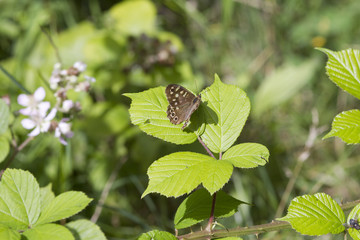 speckled wood butterfly