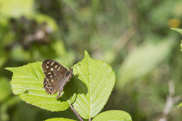 speckled wood butterfly