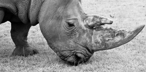 Close up black and white staring eye rhino face and horn © stevenjfrancis