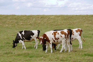 Fototapeta na wymiar Młode krowy na grobli