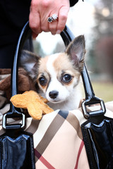 Chihuahua