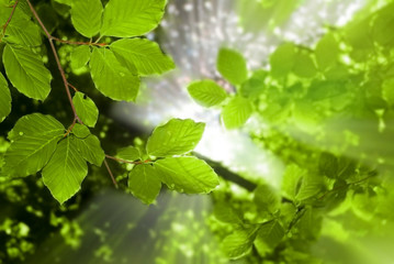 Fototapeta na wymiar Świecące zielone liście