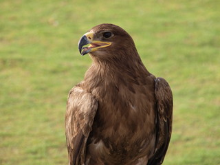 Falke