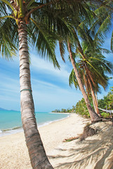 Palms on a tropical beach, Koh Samui island