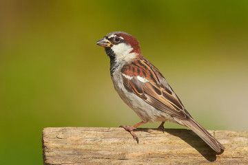 House Sparrow (Passer domesticus)