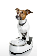 dog on a scale