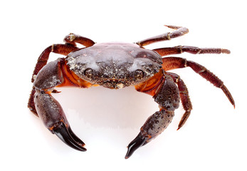 Crab isolated on white