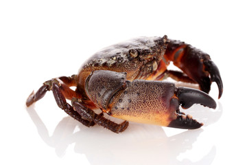 Crab isolated on white