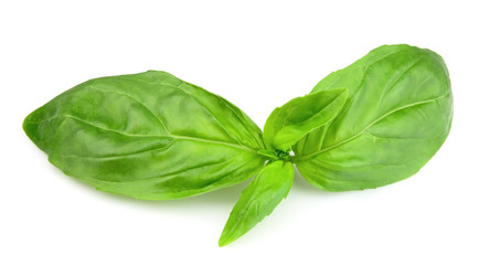 Leaves of basil