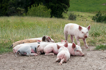 Piglets in paddock