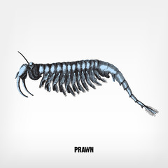 Engraving vintage Prawn.