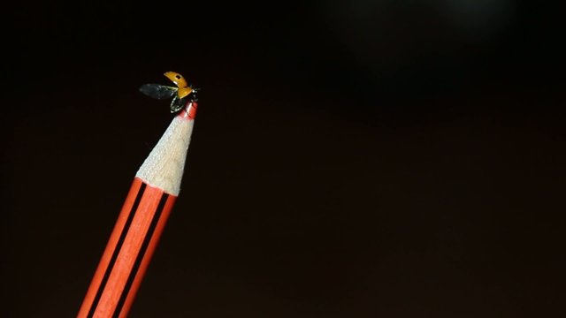 ladybug on colored pencil