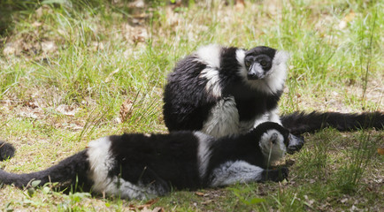 Two black-and-white ruffed lemurs