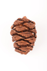 sequoia cone isolated on white background