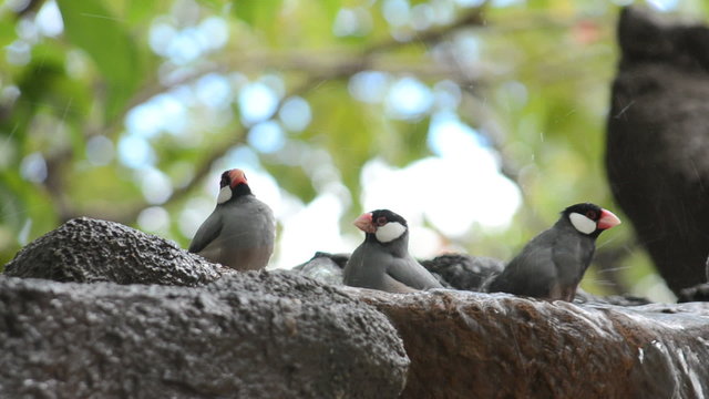 A group of Java Sparrow birds enjoying a bath