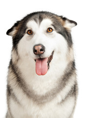 Alaska Malamute dog isolated on white