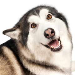 Alaska Malamute dog isolated on white