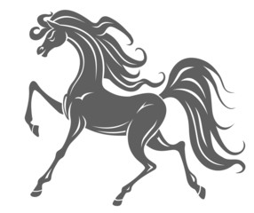 Obraz na płótnie Canvas Wild horse foal
