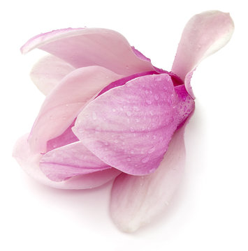 Fototapeta Magnolia