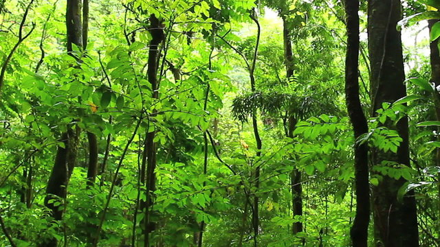 jungle rainforest