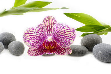 Beautiful pink orchid with stones and green bamboo