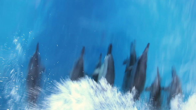 Dolphins in the Sea