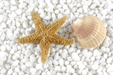 Fototapeta na wymiar starfish and sea shells on pebble