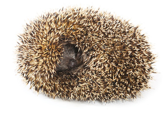 Hedgehog