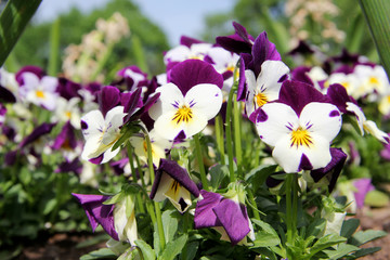 violette in primo piano