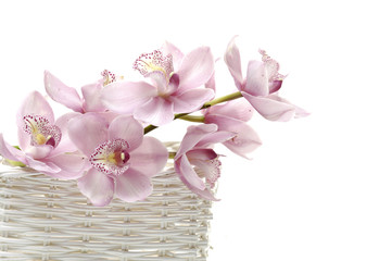 Branch of orchid flowers in a wicker basket