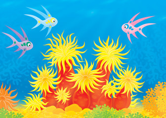 Fototapeta na wymiar Morski anemon i ławica ryb