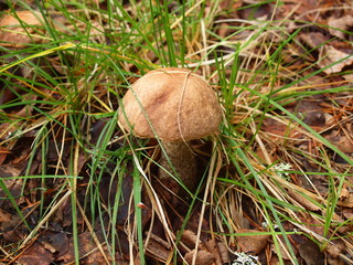 An aspen mushroom, the Karelian margin