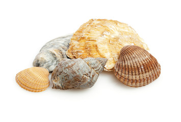 bivalve and sea snail shells isolated