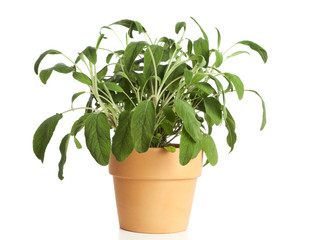 potted sage plant isolated