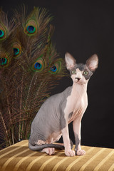 Sphynx kitten